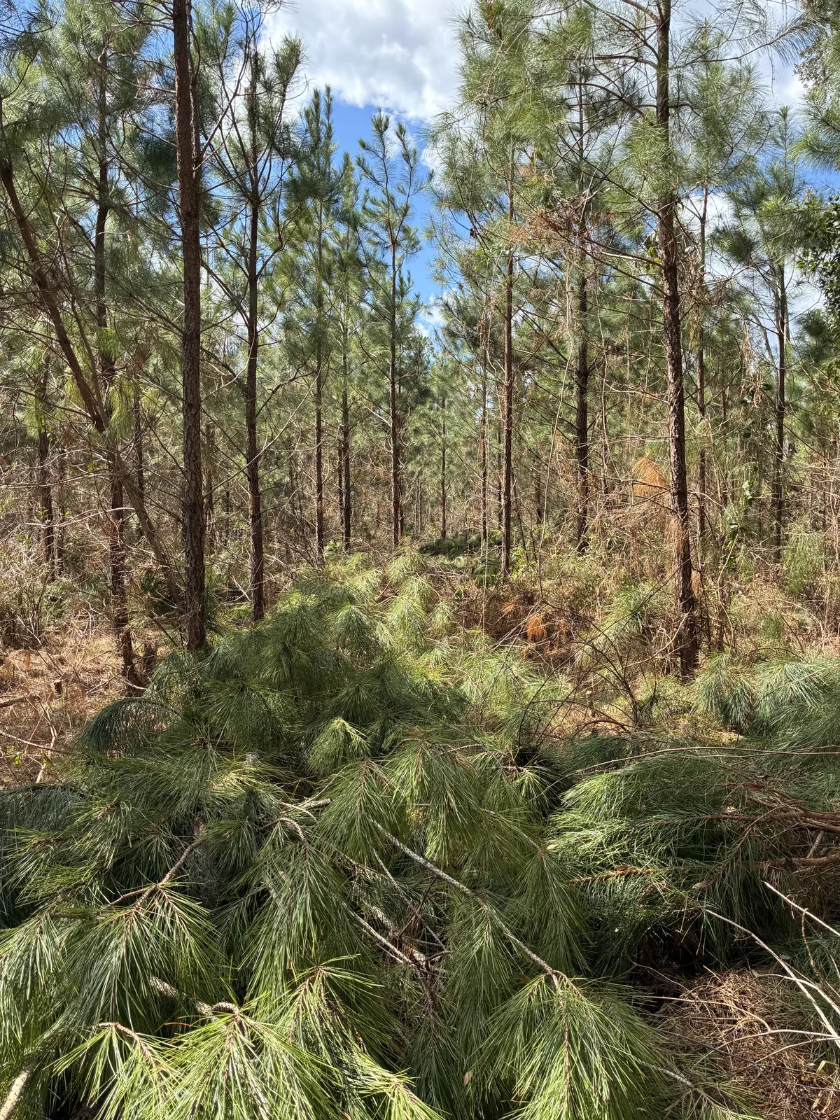 A second field view of pre-commercial thinning in a juvenile pine stand near the Altamaha River