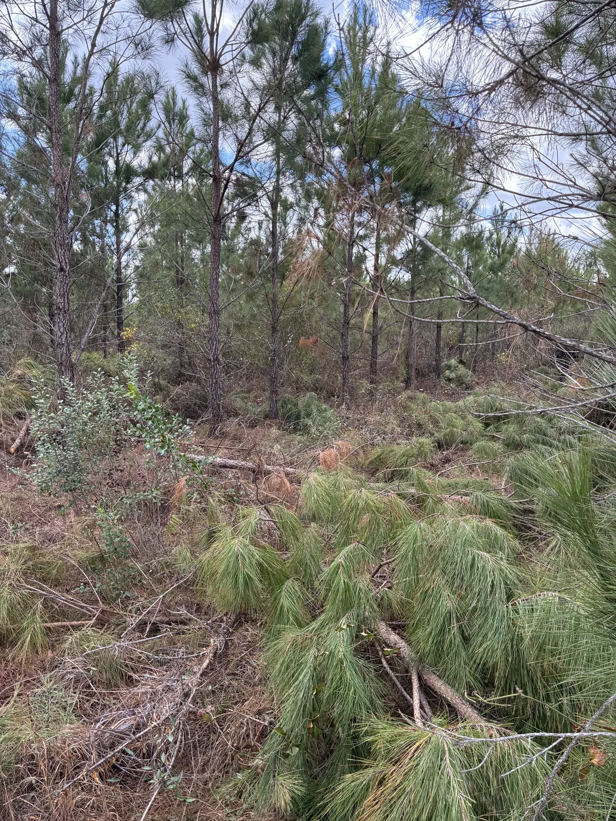 Pre-commercial thinning in a juvenile pine stand near the Altamaha River