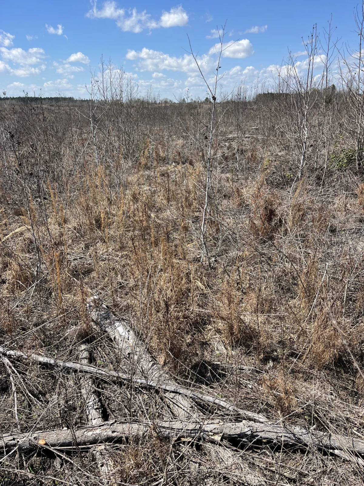 A field condition documented during chemical site-preparation evaluation
