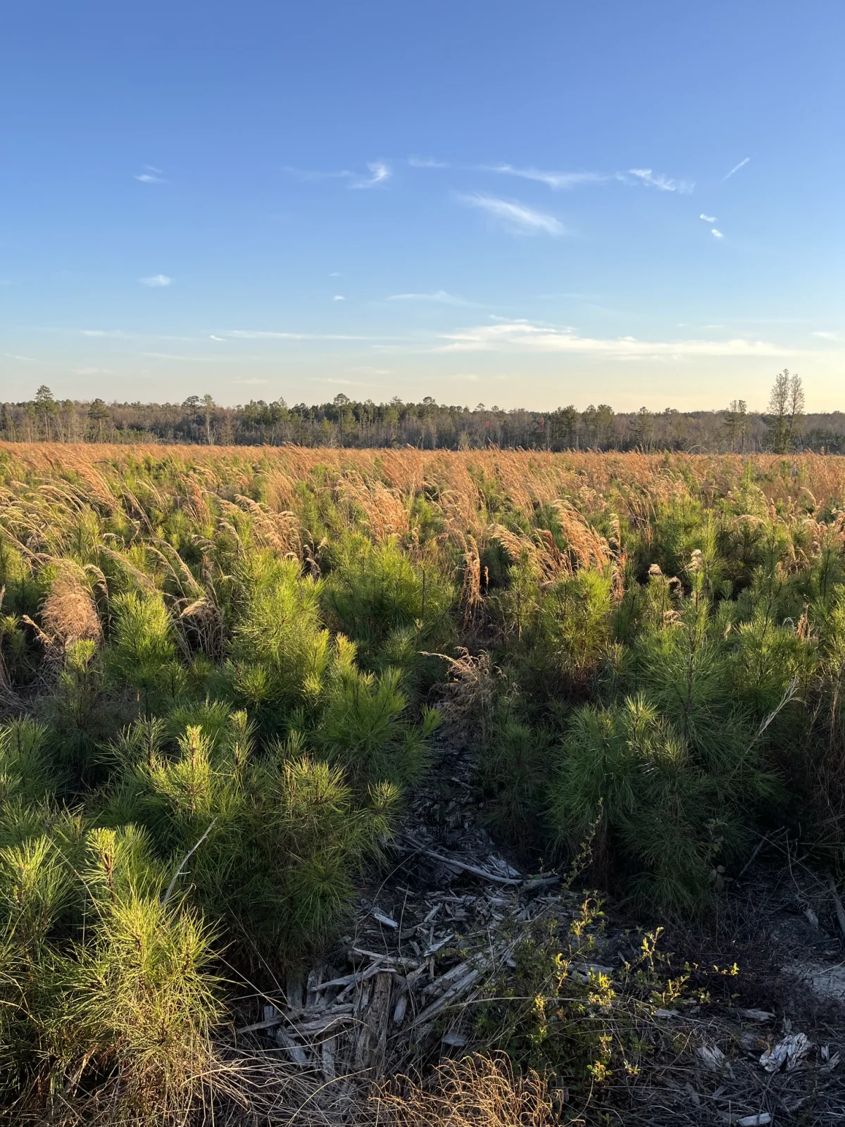 Volunteer pines growing densely across a recently harvested site